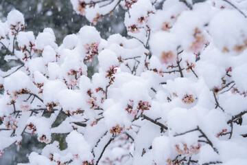 寒桜に積もる雪