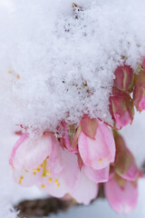 寒桜の花に積もる雪