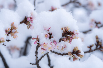 寒桜に積もる雪