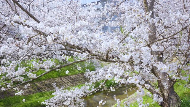 [Panning] Cherry blossom trees along the Saho River in Nara