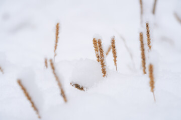 雪を被ったオオバコの枯れ草