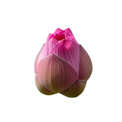 Pink lotus flower bud isolated on Transparent Background