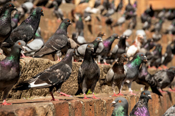 Obraz premium Large Flock of Urban Pigeons Perched on Stone Wall in Historic City