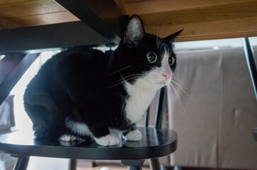 Black and white cat under table