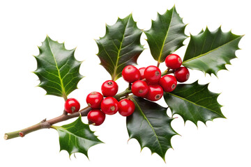 Obraz premium Holly and berries branch twig for cristmas , isolated on white background.png