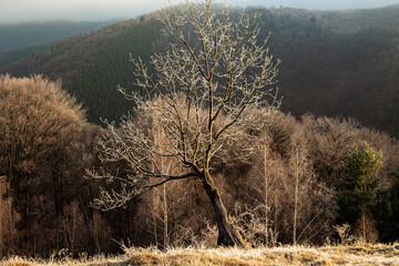 In the mountains near Paltinis, Sibiu, Romania