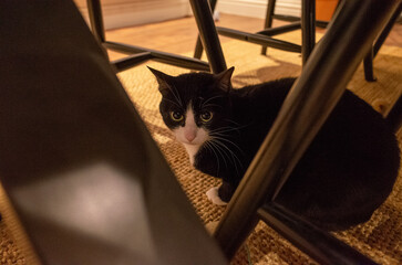 Cat hiding under chair in dimly lit room
