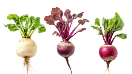 Beetroot rutabaga and turnip three root crops growing together on transparent background