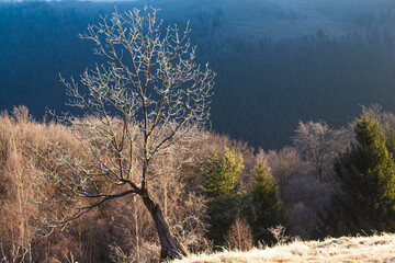 In the mountains near Paltinis, Sibiu, Romania