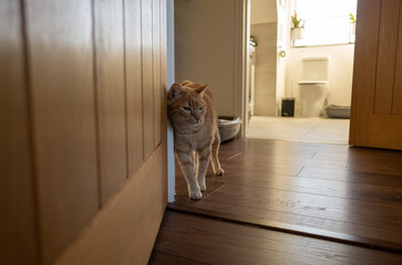 Cat in hallway with morning light ambiance