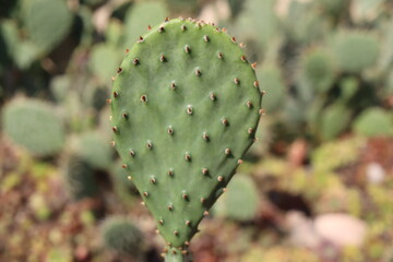 kaktus opuntia humifusa pix ar kakrusowate