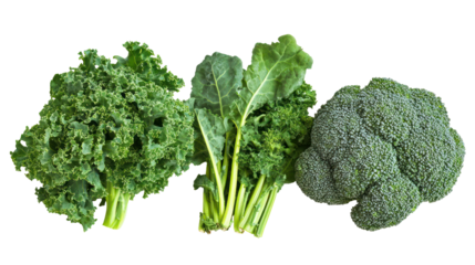 Broccoli kale and spinach three leafy green winter crops arranged on transparent background