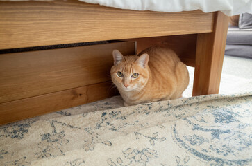 Orange cat hiding under a bed
