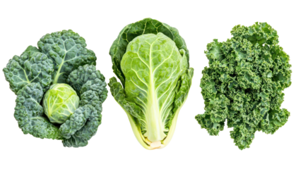 Brussels sprouts kale and collard greens three leafy winter crops on transparent background