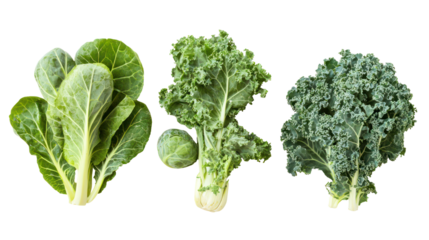 Brussels sprouts kale and collard greens three leafy winter crops on transparent background