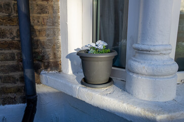 Fototapeta premium Flower pot on window ledge in sunlight