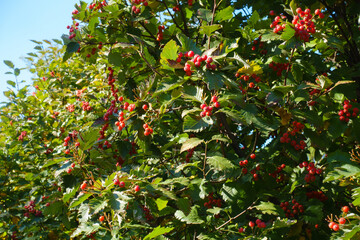 Lush green leaves and red fruits of Sorbus aria tree in October