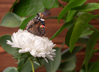 A Red Admiral butterfly (Vanessa atalanta) with closed wings resting on a blooming white aster flower against a background of green leaves.