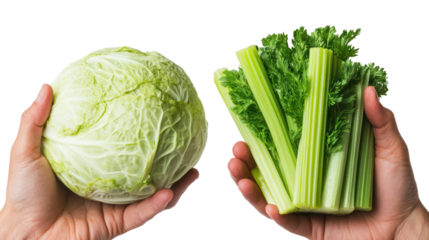 Cabbage and celery two hands holding crisp vegetables side by side on transparent background