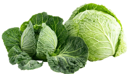 Cabbage plant with dense layered leaves clean composition on transparent background