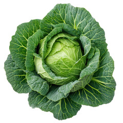 Cabbage plant with dense layered leaves clean composition on transparent background