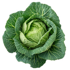 Cabbage plant with dense layered leaves clean composition on transparent background