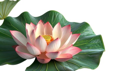 Delicate lotus bloom, pastel pink petals, resting on large green leaf, black background