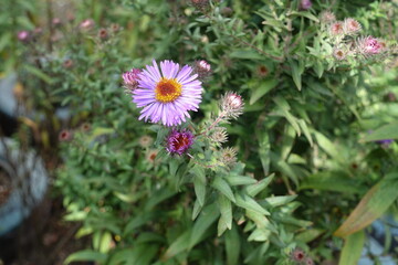 New England aster with purple flower and buds in October