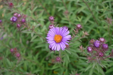 Obraz premium Purple flower and buds of New England aster in October