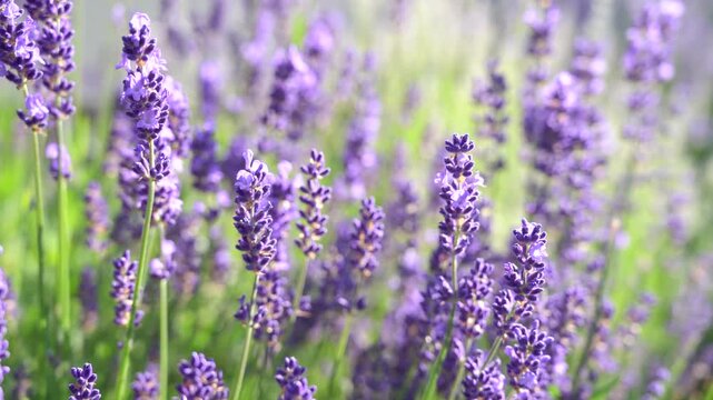 Scented lavender blooming in the garden. Scented lavender blooming in the garden.