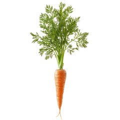 Carrot plant with green tops visible isolated on transparent background