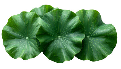 Three large, round, vibrant green lily pads arranged against a black background