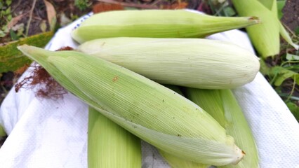 Fresh Sweet Corn with Green Husk on White Sack Background
