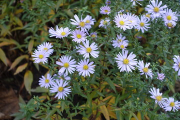 Whitish violet flowers of Michaelmas daisies in mid November © Anna