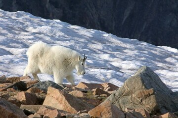 Mountain Goat against snow, Yellowstone National Park, Wyoming  USA
