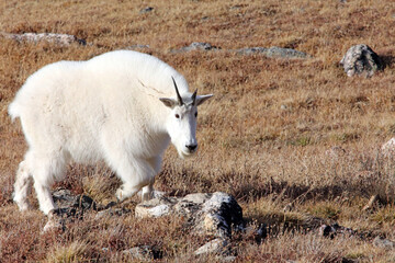 Mountain Goat walking through mountain vegetation, Yellowstone National Park, Wyoming  USA
