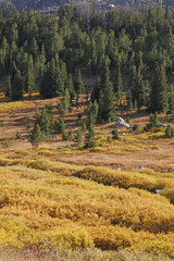Mountain valley full of Autumn colours, Yellowstone National Park, Wyoming  USA
