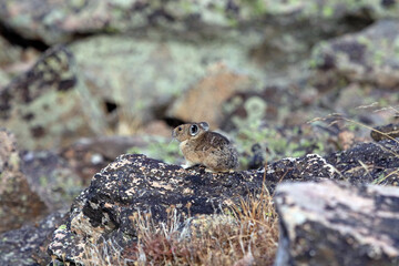 Pika sitting on a rock, Yellowstone National Park, Wyoming  USA
