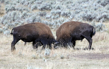 Two North American Bison fighting, Yellowstone National Park, Wyoming  USA

