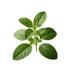 Fresh Holy Basil plant on Transparent Background