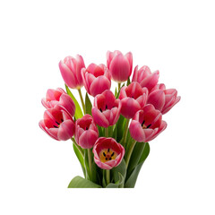 Pink tulip bouquet isolated on Transparent Background