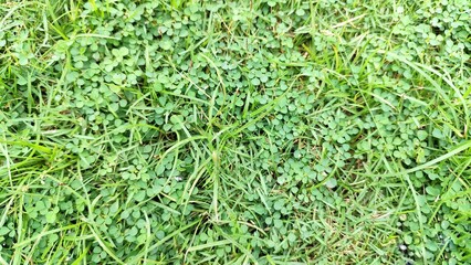 Fresh Green Grass Texture Background for Nature and Environment Concept, Lush Lawn Surface