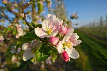 Blossoming apple tree in a lush green orchard on a sunny day