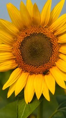 Close-up front view of a fully bloomed sunflower with bright yellow petals and a detailed seed center, photographed in natural daylight. Ideal for themes related to nature, agriculture, summer, growth