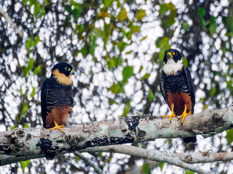 Deux faucons des chauves-souris (Falco rufigularis) sur une branche dans la jungle mexicaine sur le site de Becan