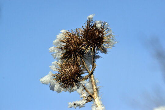 Nahaufnahme von frostbedeckten Kletten