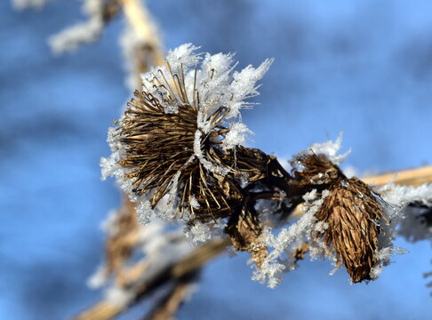 Nahaufnahme von frostbedeckten Kletten