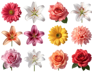  - Birth month flowers collection, individual botanical blooms, isolated PNG 