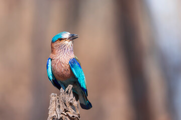 European roller (Coracias garrulus)