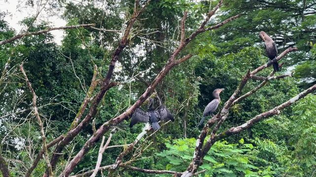 A Neotropic Cormorant (Phalacrocorax brasilianus) on a Branch on the Rio Frio in Ca&ntilde;o Negro Wildlife Refuge in Los Chiles, Costa Rica